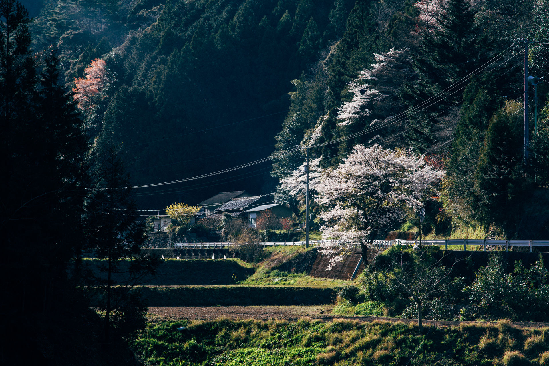 Kōchi-高知県